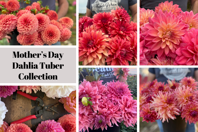 Mother's Day 2025