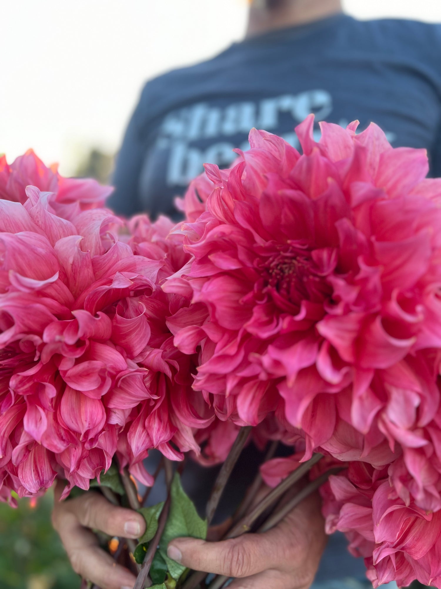 Islander Dahlias from Triple Wren Farms