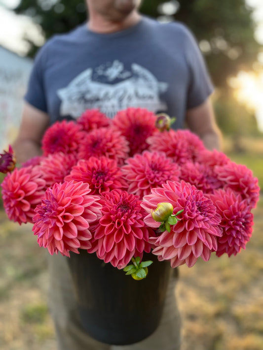 Pink and Hot Pink and Raspberry and Coral dahlia tubers Bloomquist Curt from Triple Wren Farms