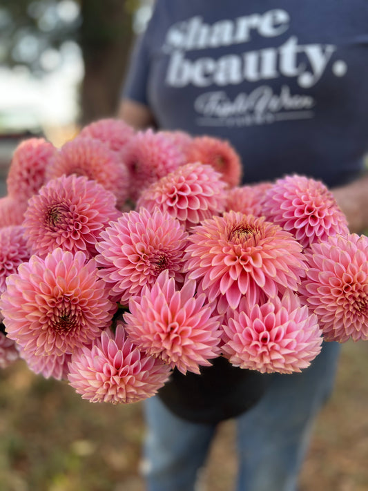 Pink and Coral and Peach and Blush Bloomquist Pink Parfait Dahlia Tubers from Triple Wren Farms