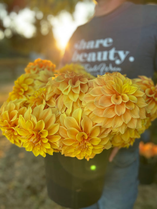 Bloomquist Endure dahlia tubers from Triple Wren Farms