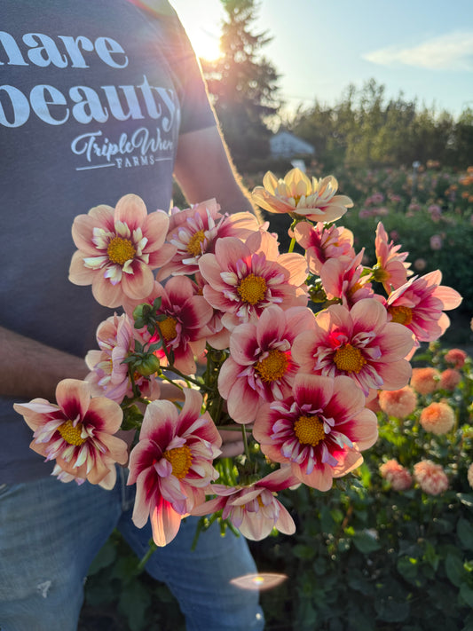 Rhubarb and Custard Dahlia Tuber