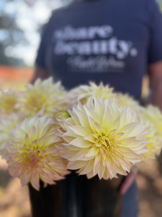 Cream and White and Pale Yellow and Light Yellow dahlia tubers Bloomquist Cream From Triple Wren Farms