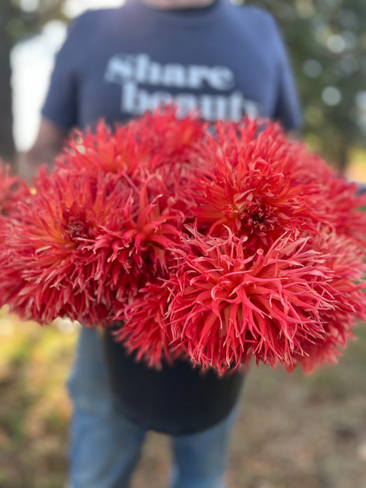 Bloomquist Abundant Joy dahlia tubers from Triple Wren Farms