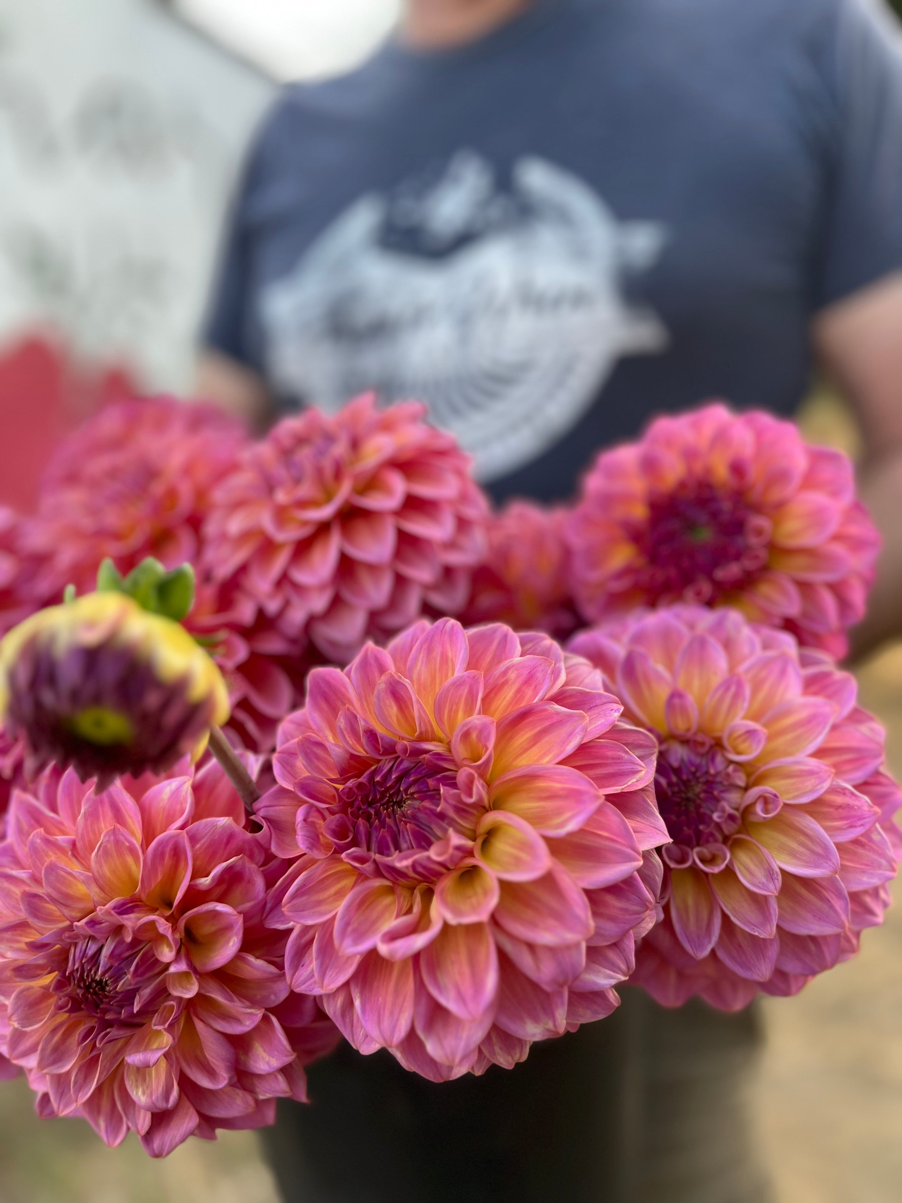 Bloomquist Dave Dahlia Tuber – Triple Wren Farms