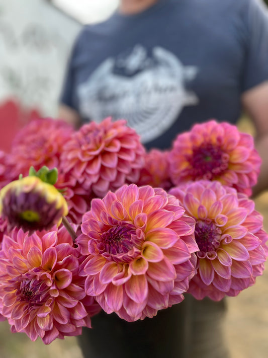 Pink and Coral And Peach and Light Yellow and Plum dahlia tubers Bloomquist Dave from triple Wren Farms