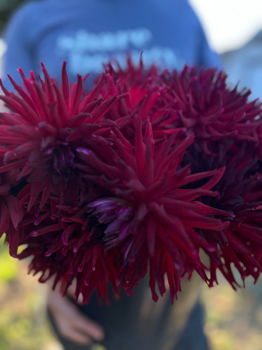 Bloomquist Quill Dahlia Tubers from Triple Wren Farms
