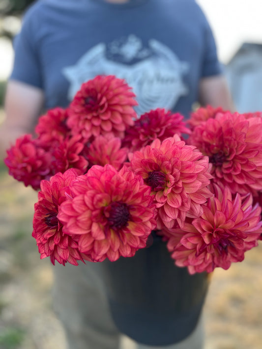 Bloomquist Footloose dahlia tuber from Triple Wren Farms