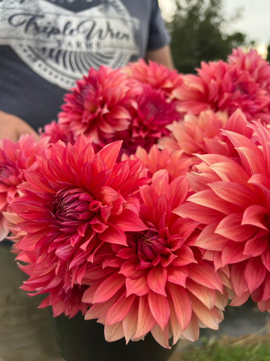 Sandia Ruthie Dahlia Tuber