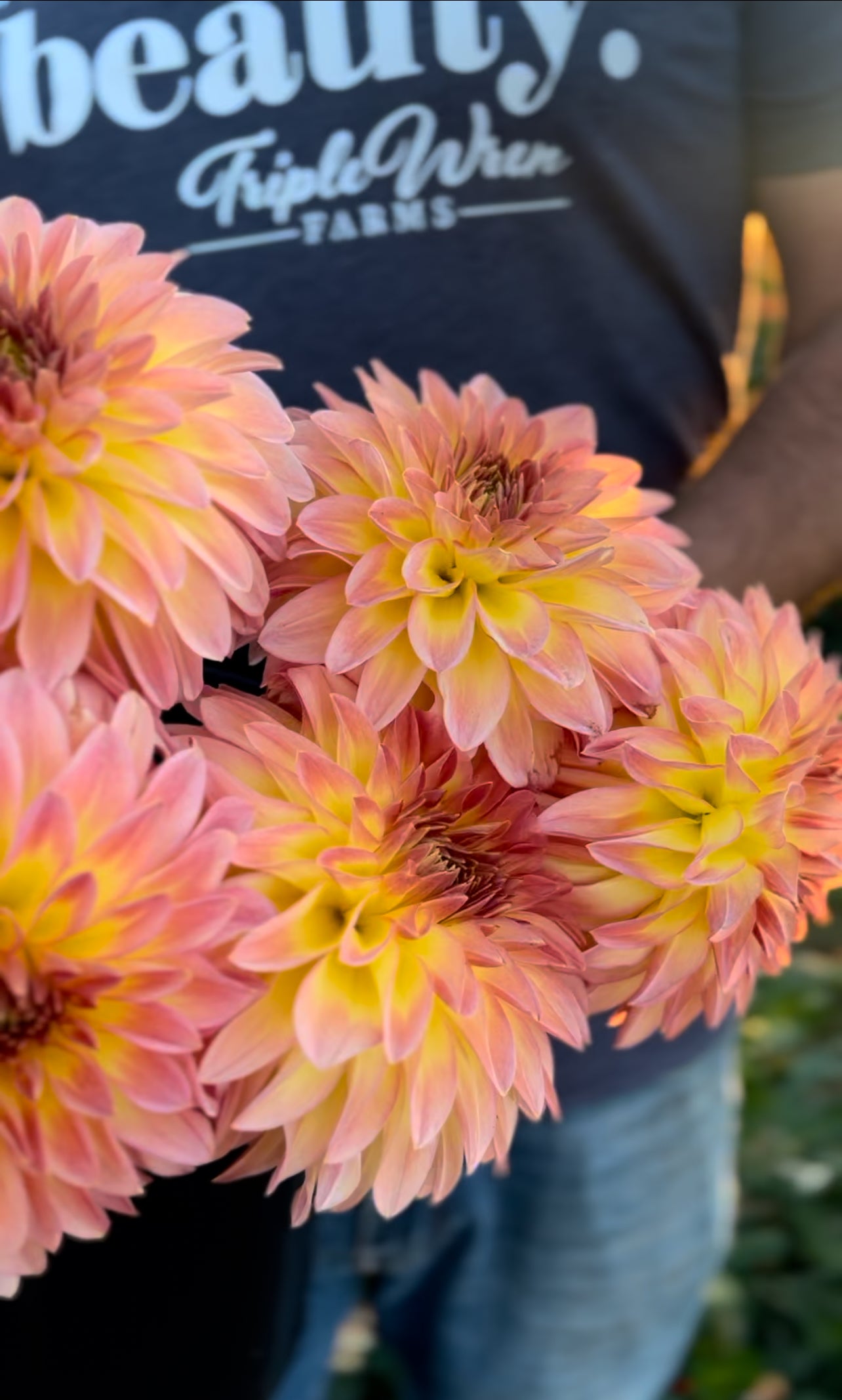 Bloomquist Jerry dahlia tubers from Triple Wren Farms