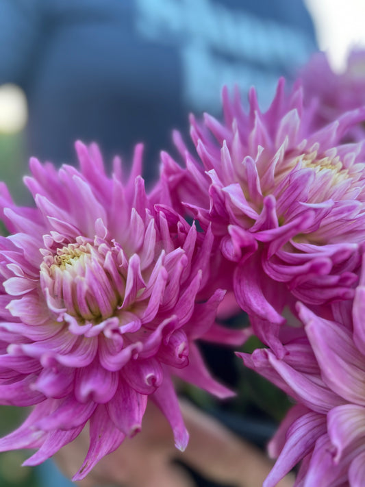 Bloomquist English dahlias from Triple Wren Farms 