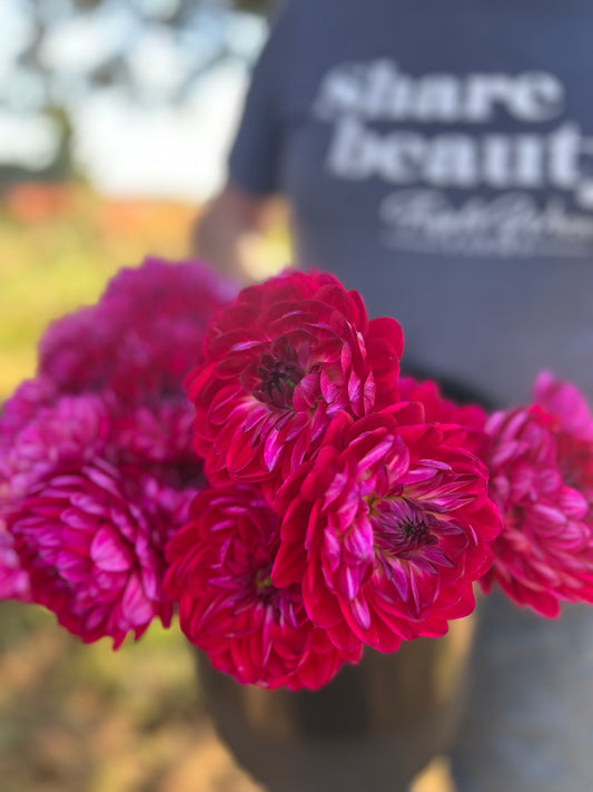 Sandia Bertha Dahlia Tuber