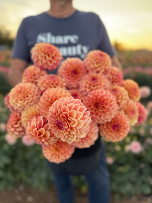 Carpe Dahlia Summer Blush Dahlia Tuber