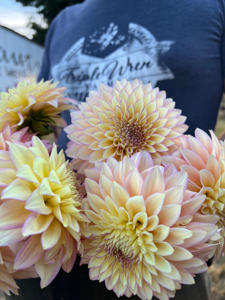 Bloomquist Blush Dahlia Tuber – Triple Wren Farms