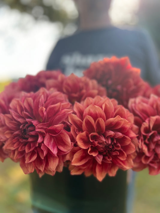 Bloomquist York Dahlia Tubers from Triple Wren Farms