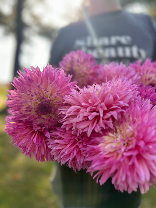 Bloomquist Malloree dahlia tubers from Triple Wren Farms