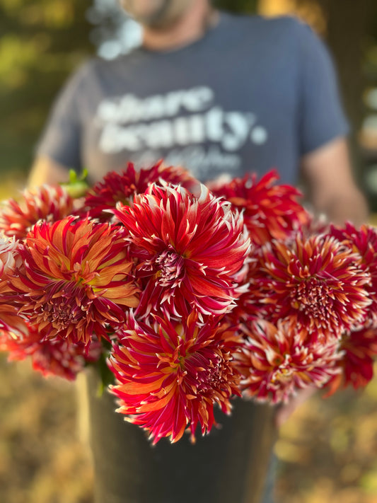 Bloomquist Firecracker dahlia tubers from Triple Wren Farms