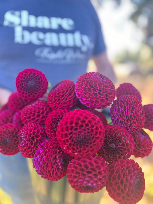 Bloomquist Award dahlia tubers from Triple Wren Farms