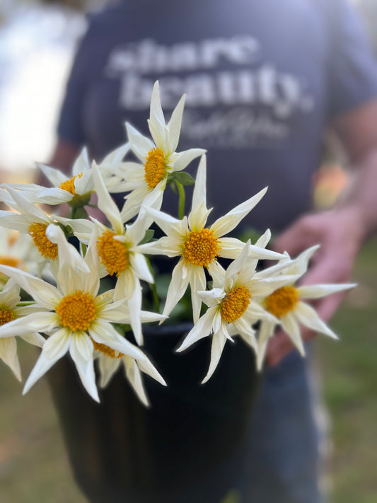 Verrone's Morning Star Dahlia Tuber