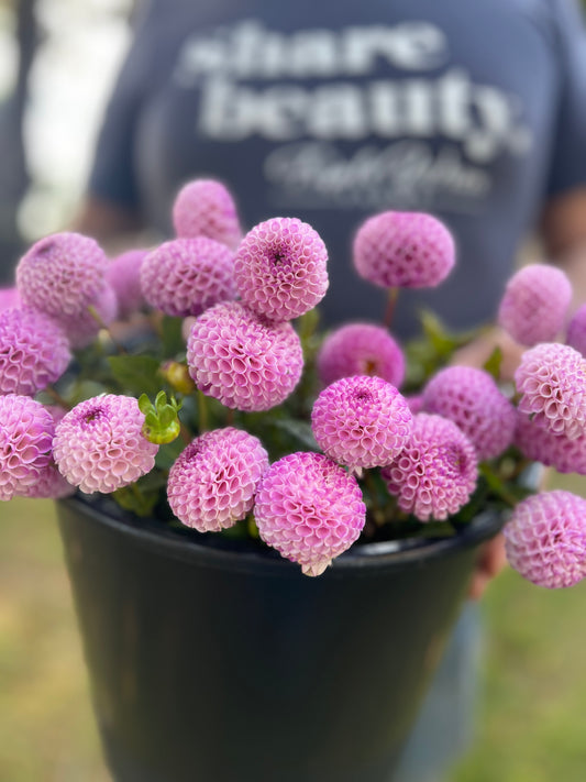 Irish Sreckles Dahlia Tuber from Triple Wren Farms