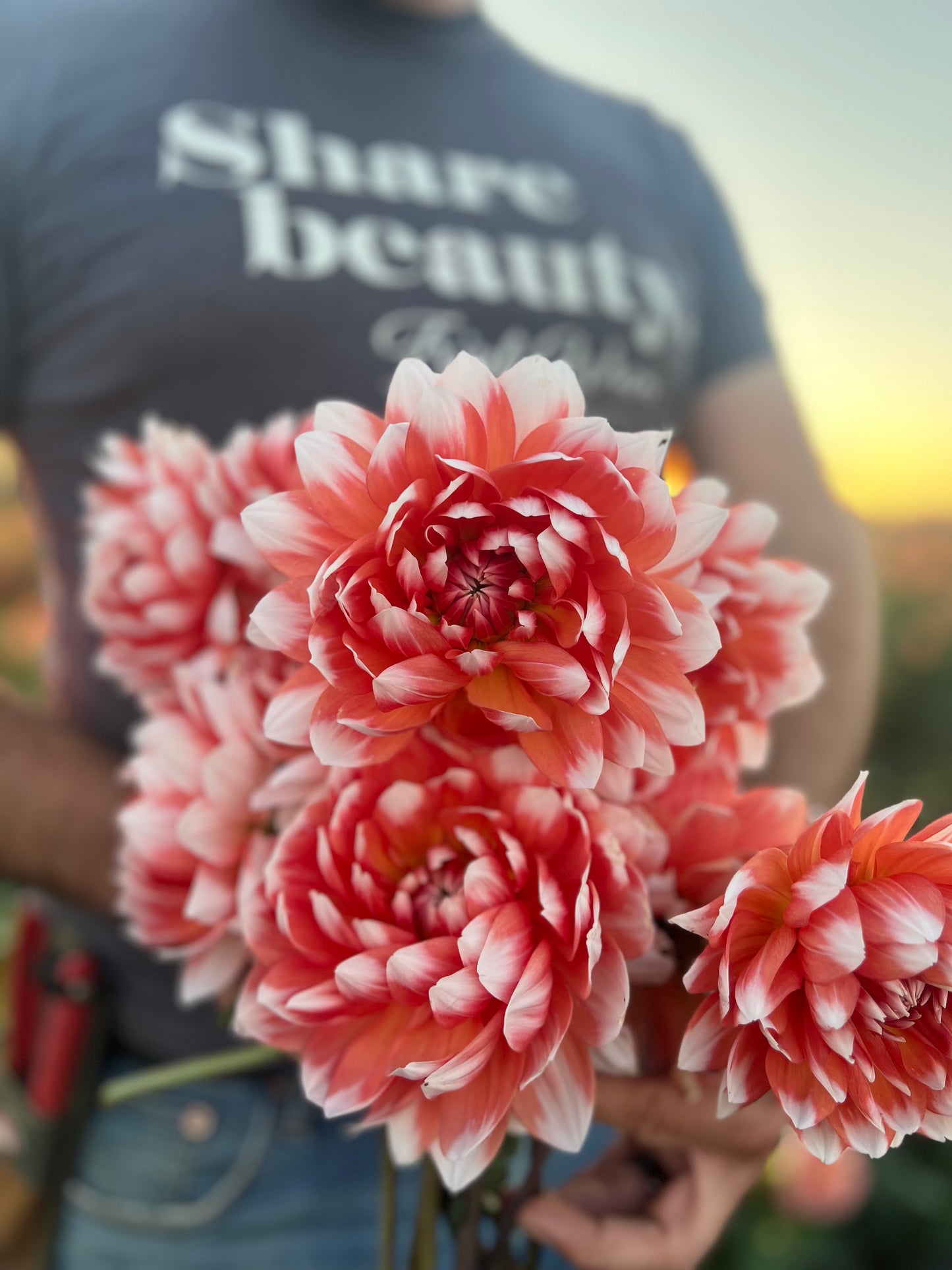 Buy Sandia Candy Corn dahlias from Triple Wren Farms