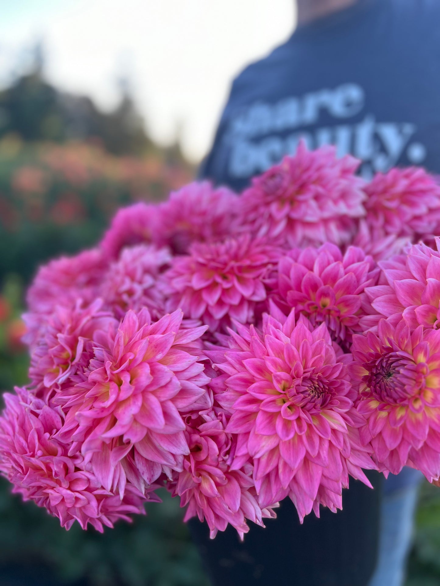 Bloomquist Parasol dahlias from Triple Wren Farms 