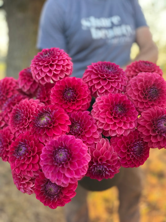 Viva's Boho Rose Dahlia Tuber