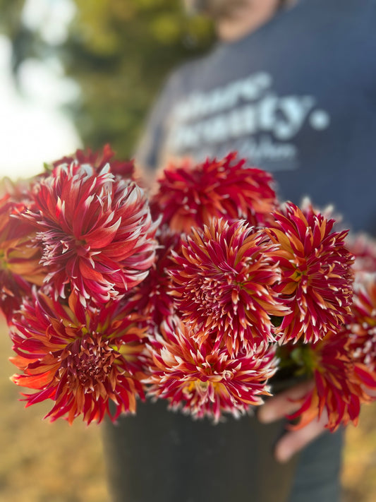 Red and Orange and White tipped dahlia tubers Bloomquist Firecracker from TripleWren Farms
