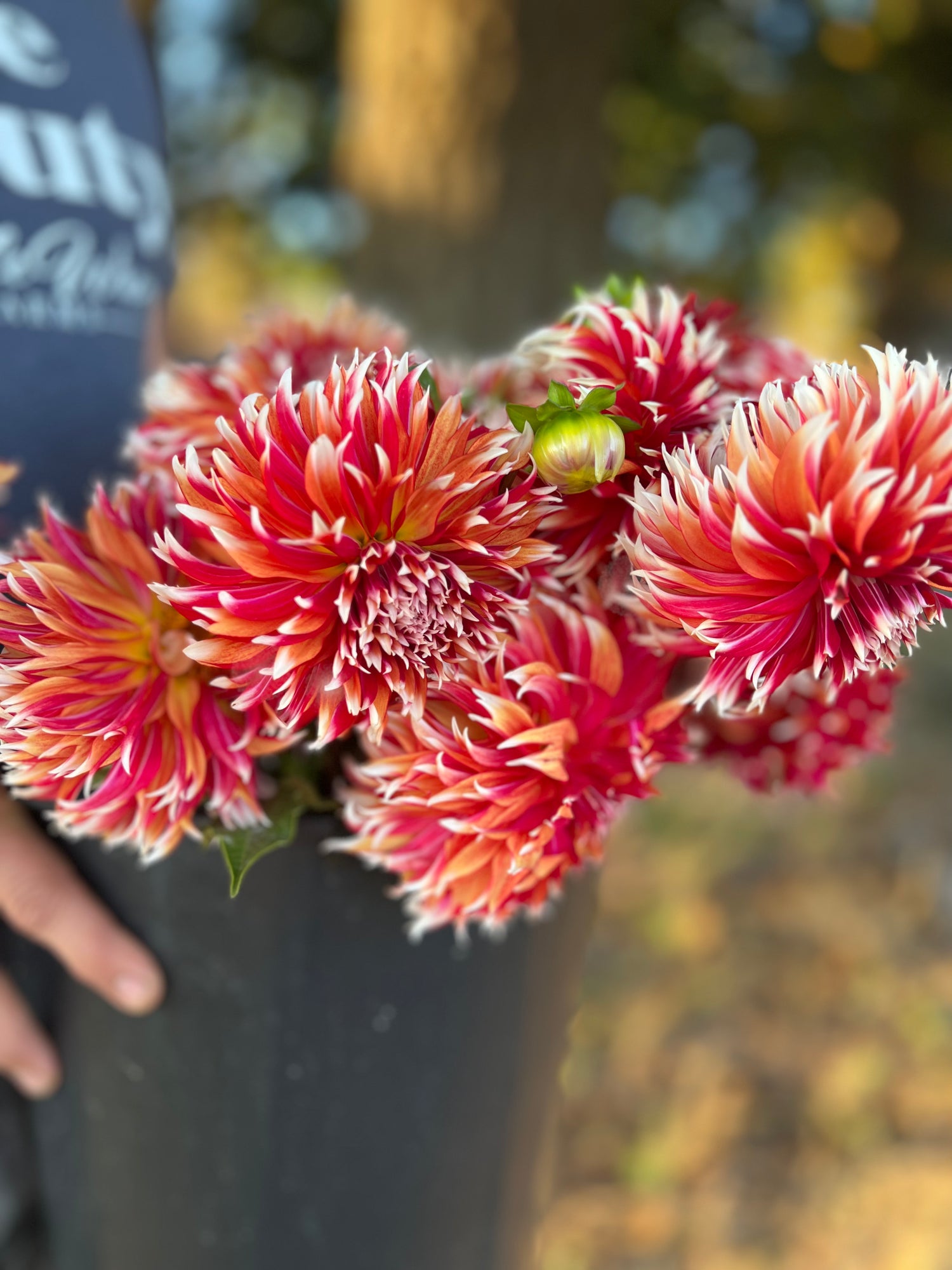 buy Bloomquist Firecracker Dahlia tubers from Triple Wren Farms for your home garden