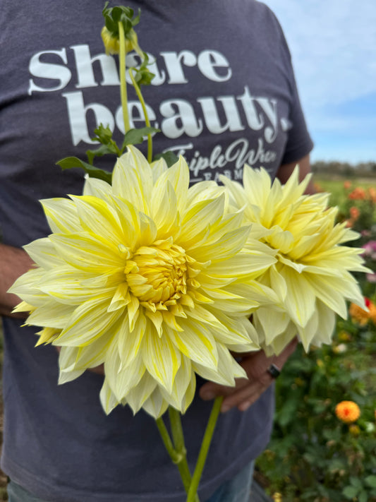 Tubercule de dahlia La Luna