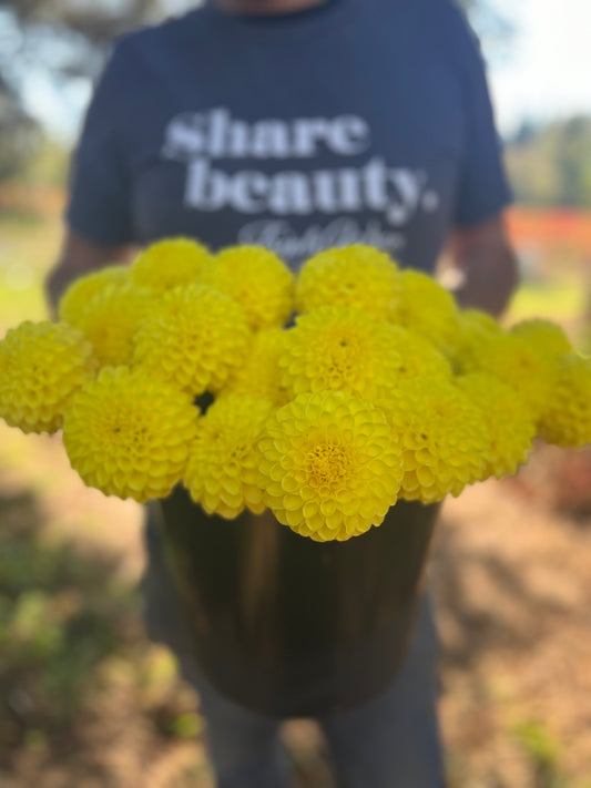 Bloomquist Sandy Dahlia Tubers from Triple Wren Farms