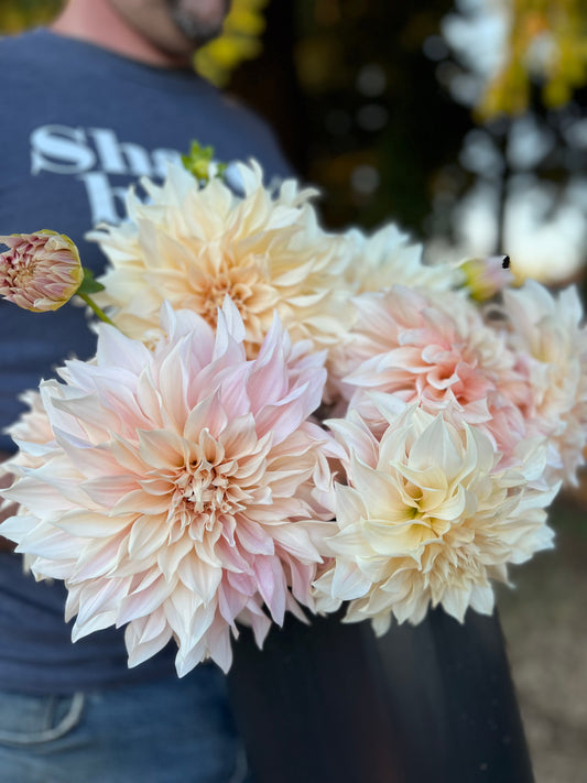 pale Pink and Blush and Cream and White Cafe au Lait Dahlia tubers from Triple Wren Farms