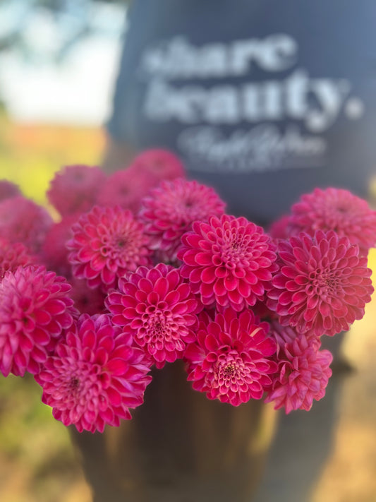 Pink and fuchsia and hot pink Bloomquist Showtime Dahlia Tubers from Triple Wren Farms