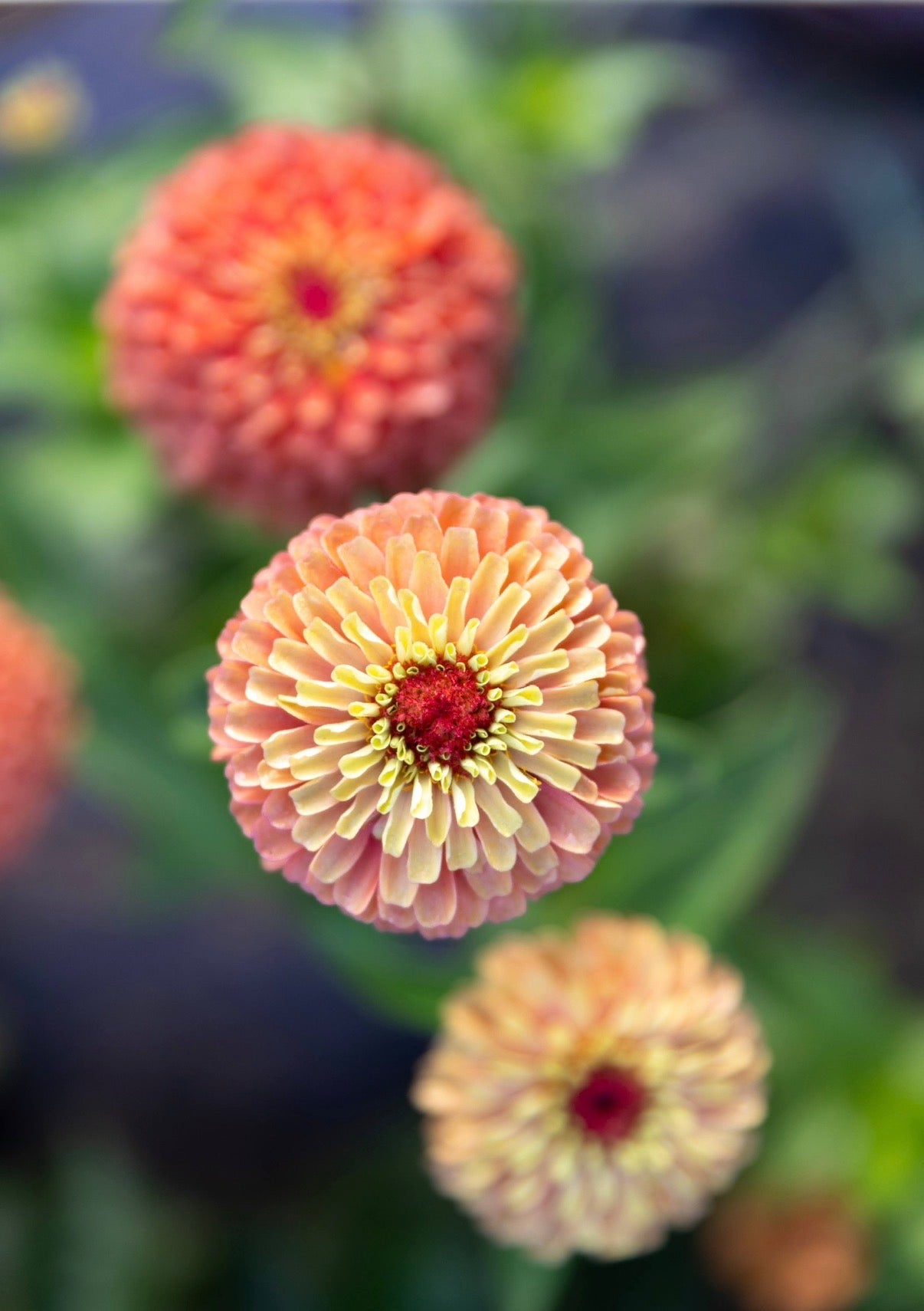 Zinnia Seeds "Triple Wren Antiques” (20 seeds)