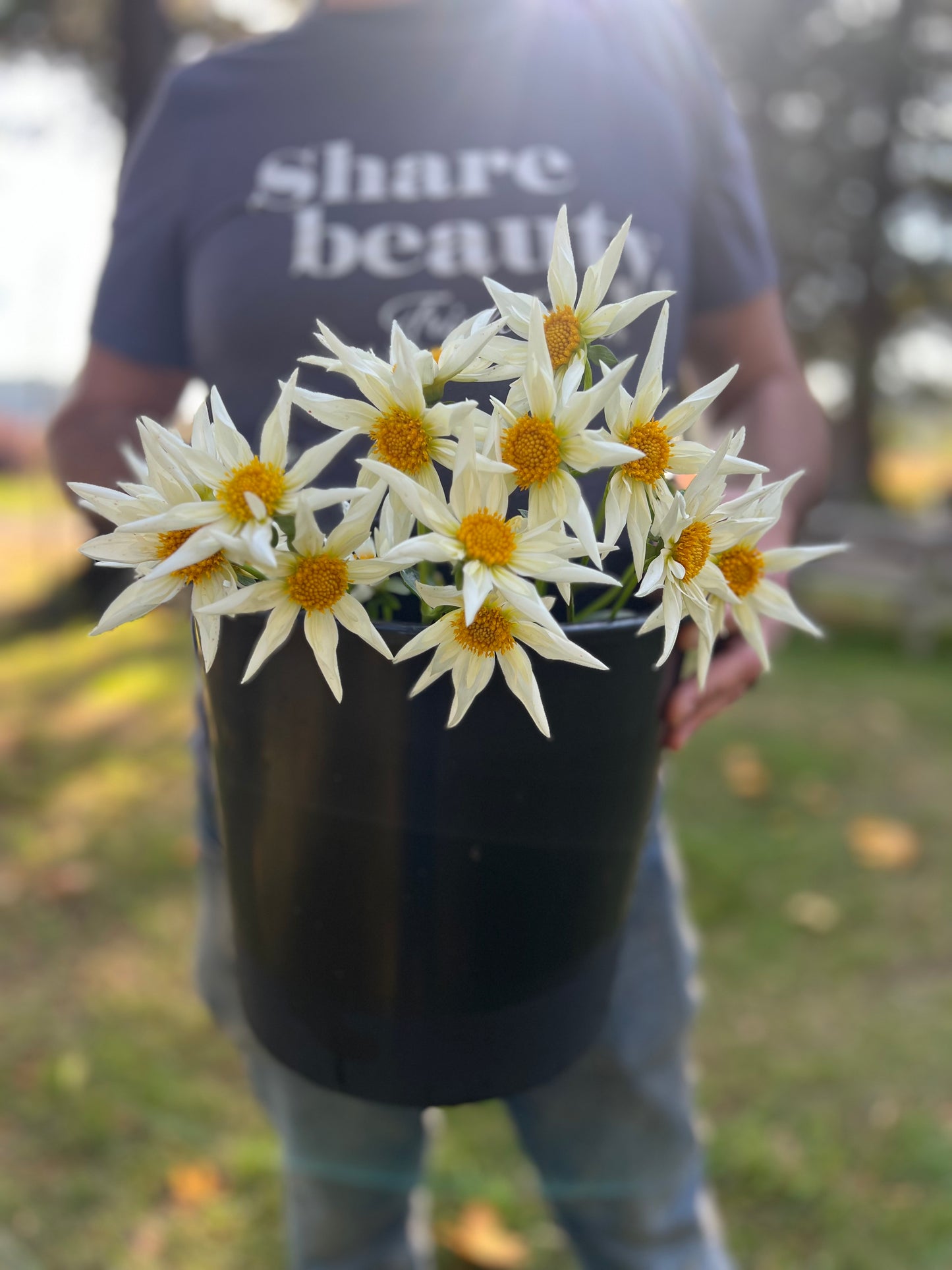 Verrone's Morning Star Dahlia Tuber