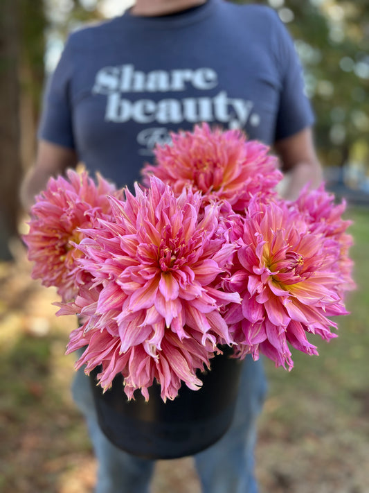 Pink and Fuchsia and Light Yellow Omega Dahlia Tubers from Triple Wren Farm