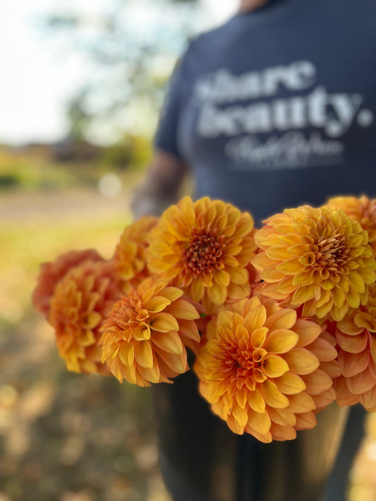 Bloomquist Mandrake dahlia tubers from Triple Wren Farms