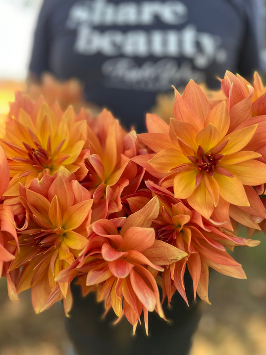 Bloomquist Orion dahlia tubers from Triple Wren Farms