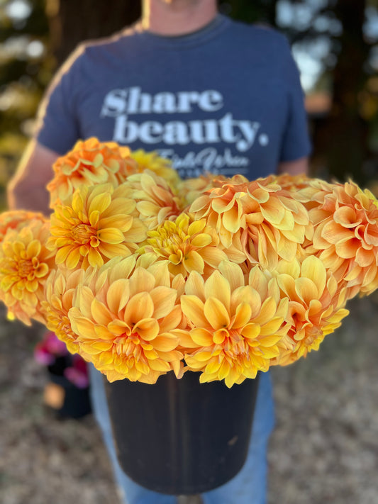 Golden and Yellow and Peach and honey dahlia tubers Bloomquist Endure from Triple Wren Farms