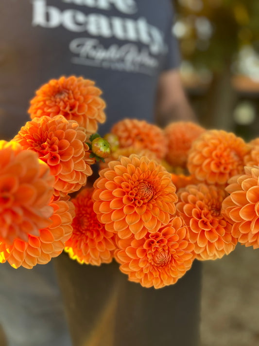 Orange and Yellow and Pumpkin and Golden Jowey Nicky Dahlia Tuber from Triple Wren Farms