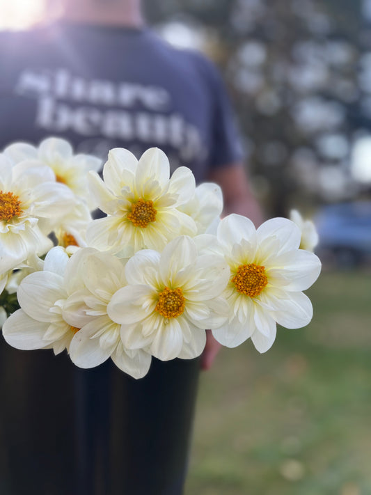 Cream and White and Pale Yellow dahlia tubers Bloomquist Brother from Triple Wren Farms