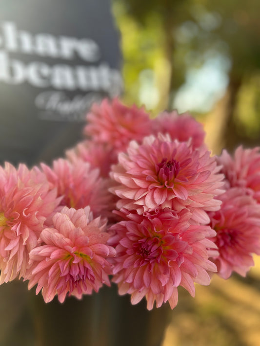 KA's Jubilee Dahlia Tubers from Triple Wren Farms