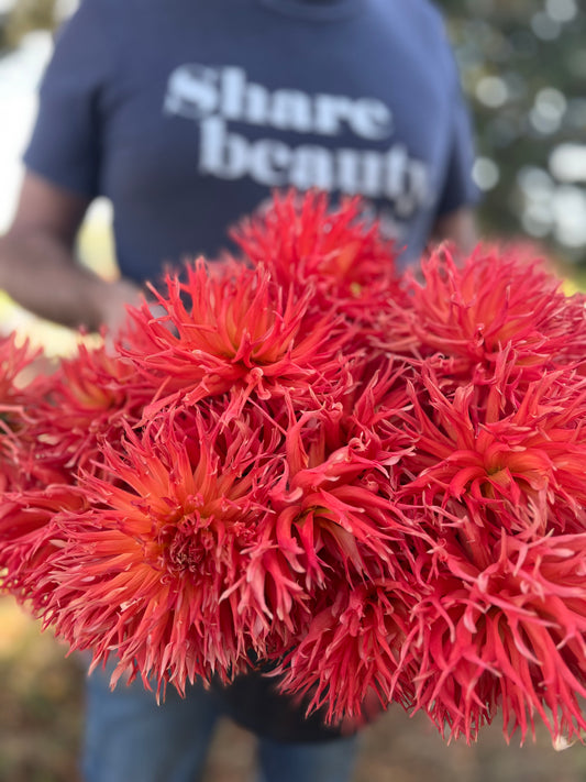 Orange and Red and Peach dahlia tubers Bloomquist Abundant Joy from Triple Wren Farms