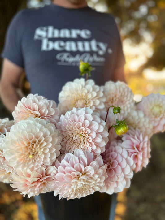 Sweet Nathalie Dahlia Tuber