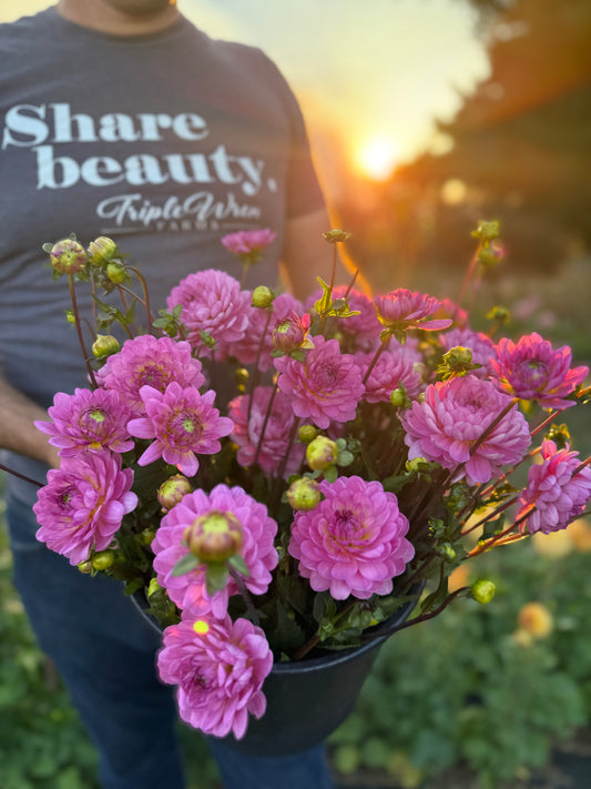 Sandia Flirt Dahlia Tuber