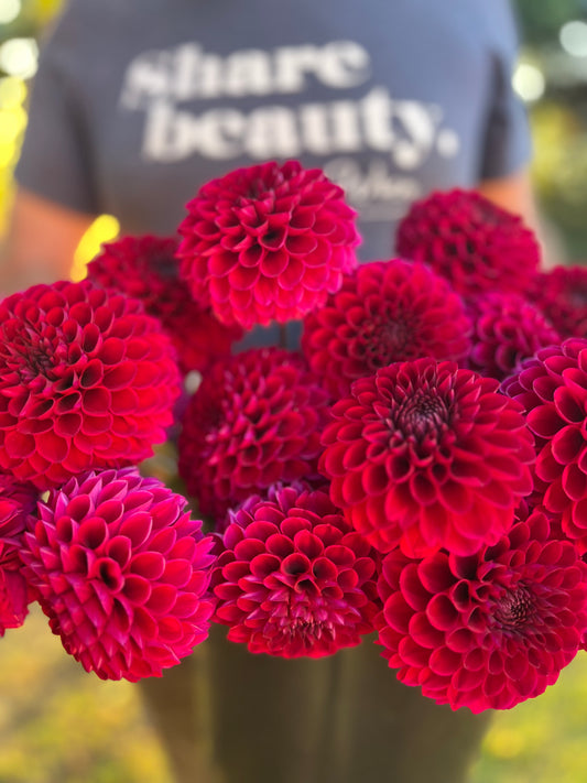 Red and Scarlet and Crimson and Bright Red Jessie G Dahlia Tuber from Triple Wren Farms