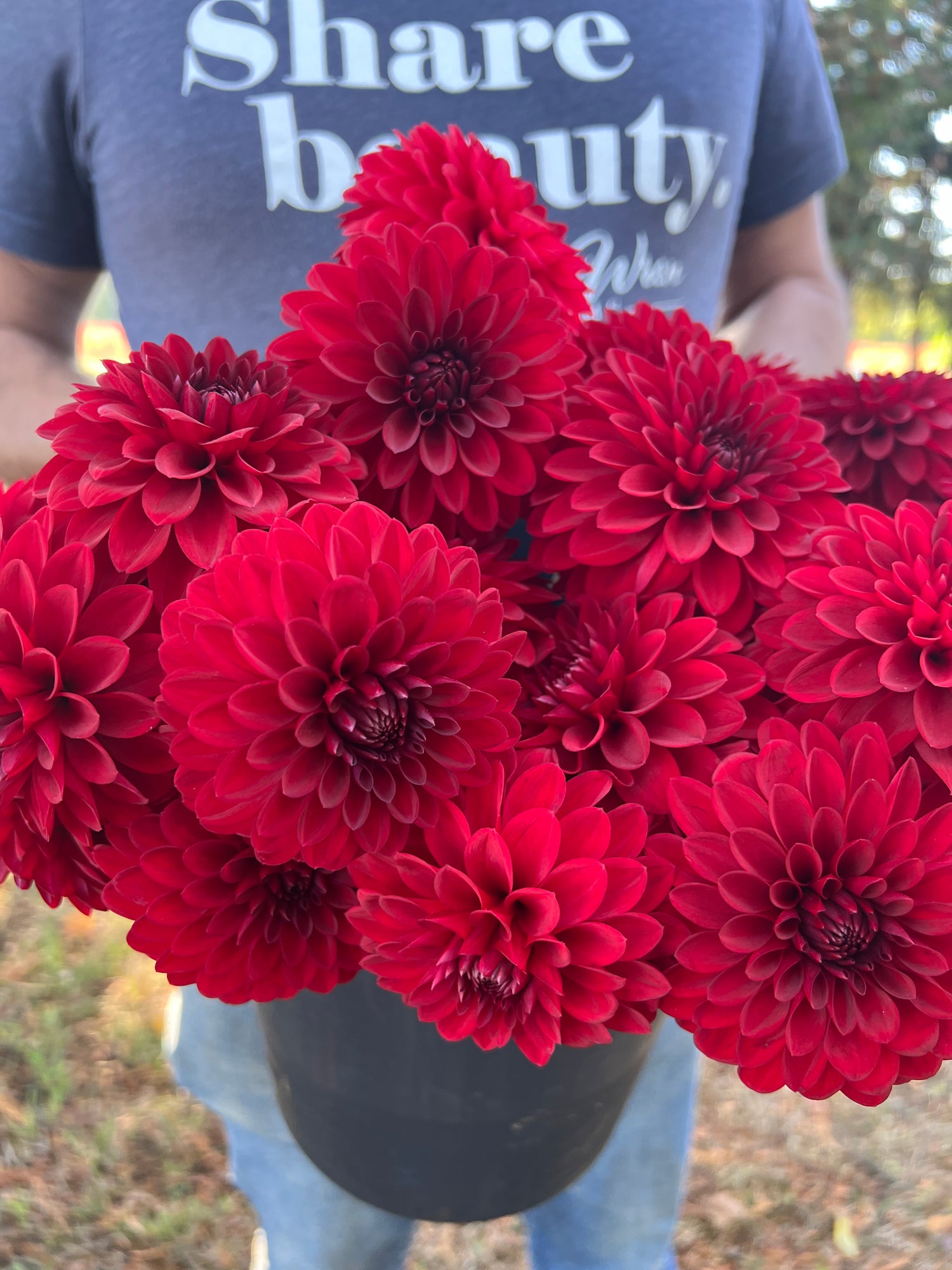 Red and Scarlet and Dark Red KA'S Cardinal Dahlia Tubers from Triple Wren Farms