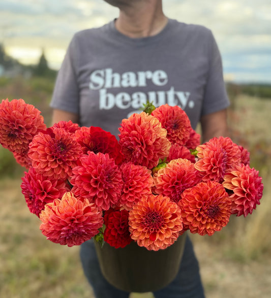 SB's Fiesta Dahlia Tuber