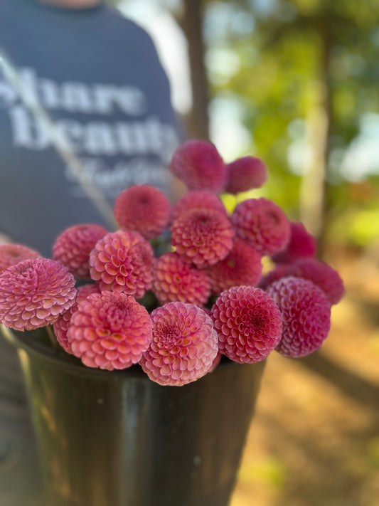 Pink and Coral and Magenta KA's Koko Puff Dahlia Tubers from Triple Wren Farms