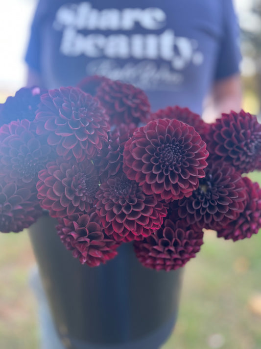 Chocolate and Red dahlia tuber Bloomquist Champion form Triple Wren Farms